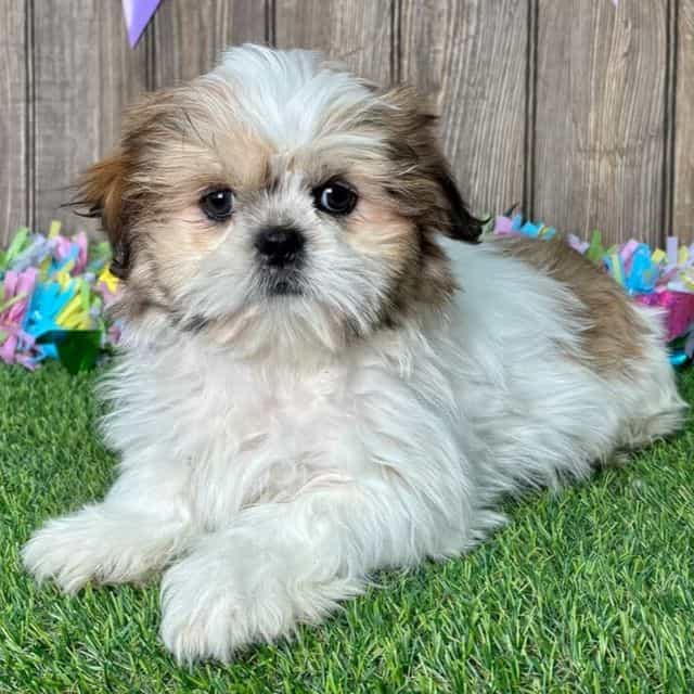 Syrus - Shih Tzu Male