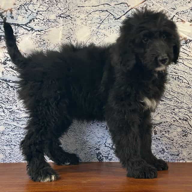 Bucky - Bernedoodle Male