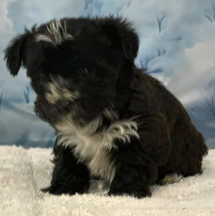 Yogi - Yorkie-Chon Male