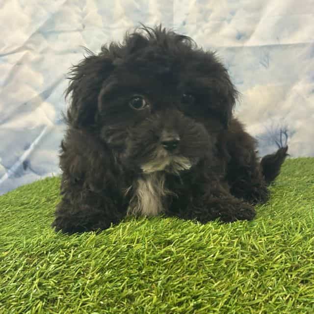 Yorke - Yorkie-Chon Male