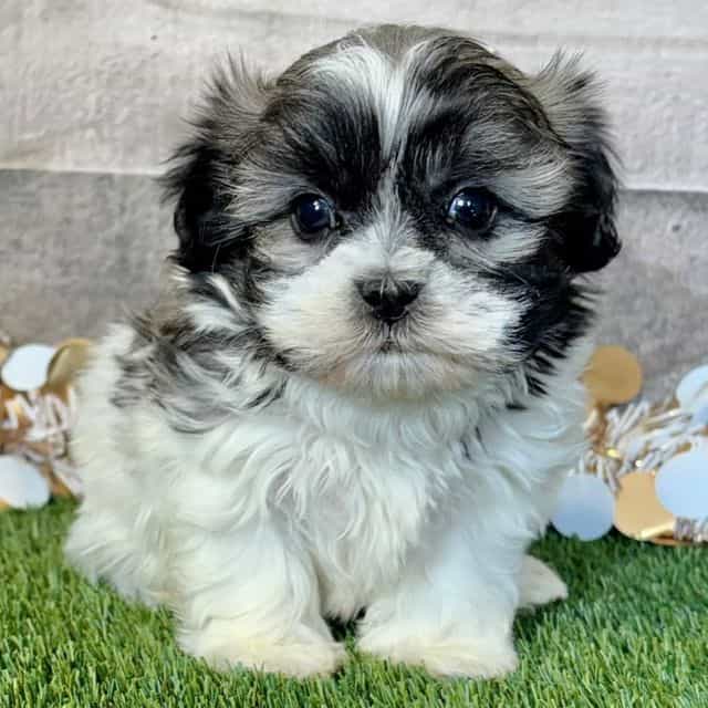 Victor - Mal-Shih Male