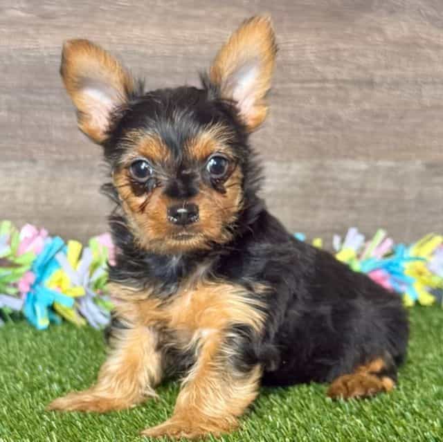 Yoko - Yorkie-Chon Female