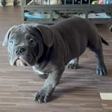 Onyx  - American Bully Male