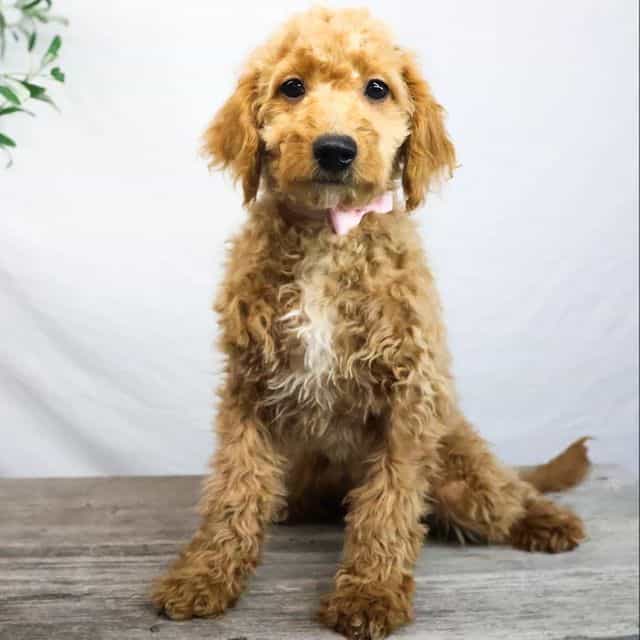 Kelly - Goldendoodle Female