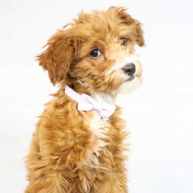 Haley - Goldendoodle Female