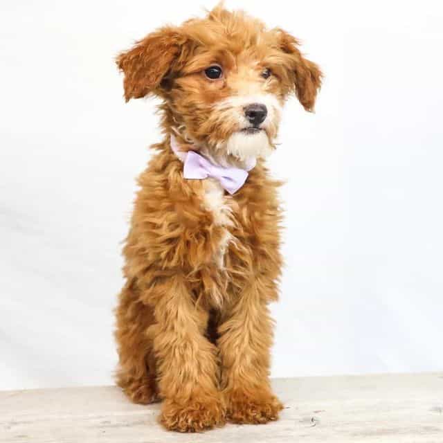 Haley - Goldendoodle Female