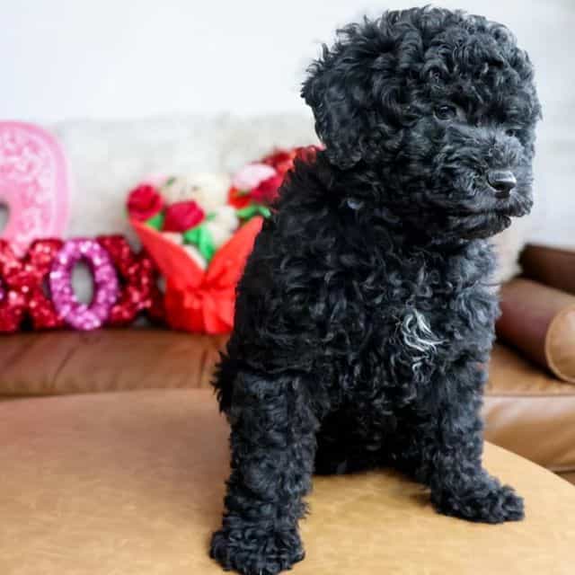 Astro - Goldendoodle Male