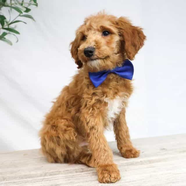 Draco - Goldendoodle Male