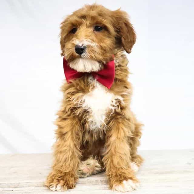 Boss - Goldendoodle Male