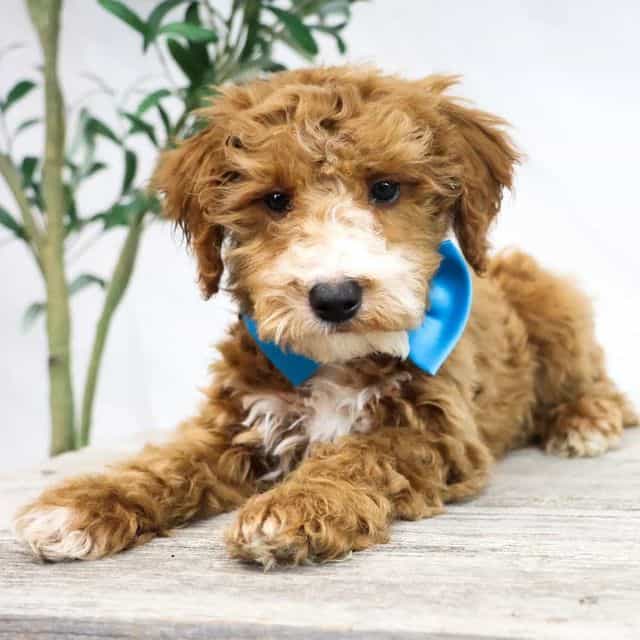 Cowboy - Goldendoodle Male