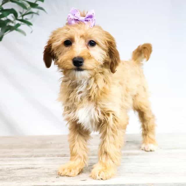 Honey - Goldendoodle Female
