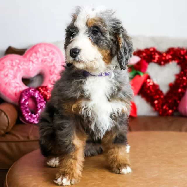 Nola - Bernedoodle Female