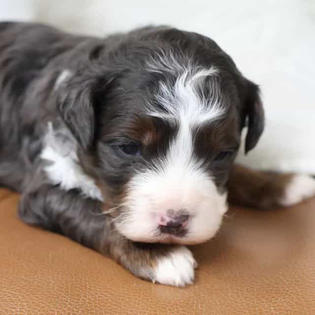 Adam - Bernedoodle Male