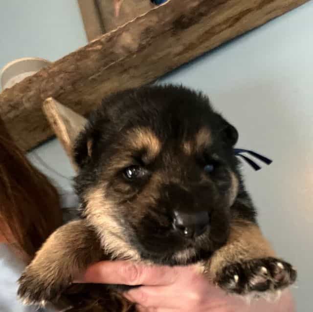 Spartacus - German Shepherd Dog Male