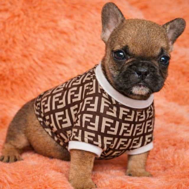 Bambie - French Bulldog Female