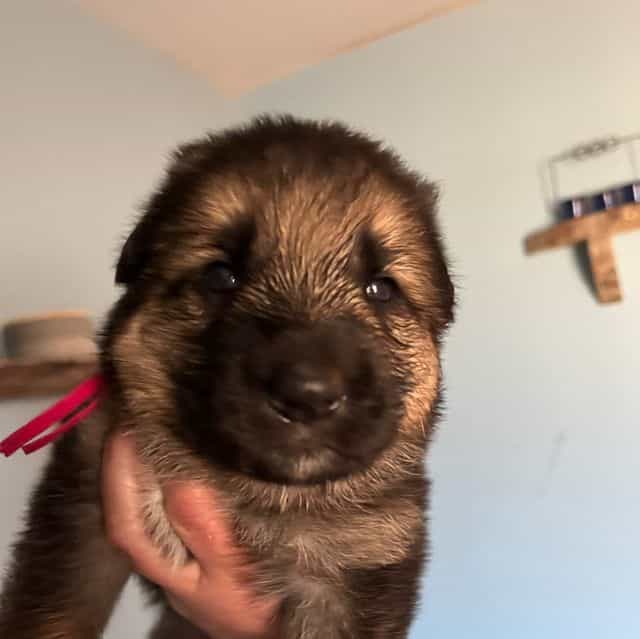 Abby - German Shepherd Dog Female