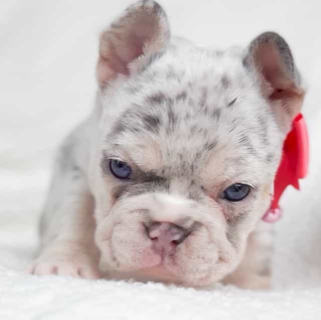 Sage - French Bulldog Female