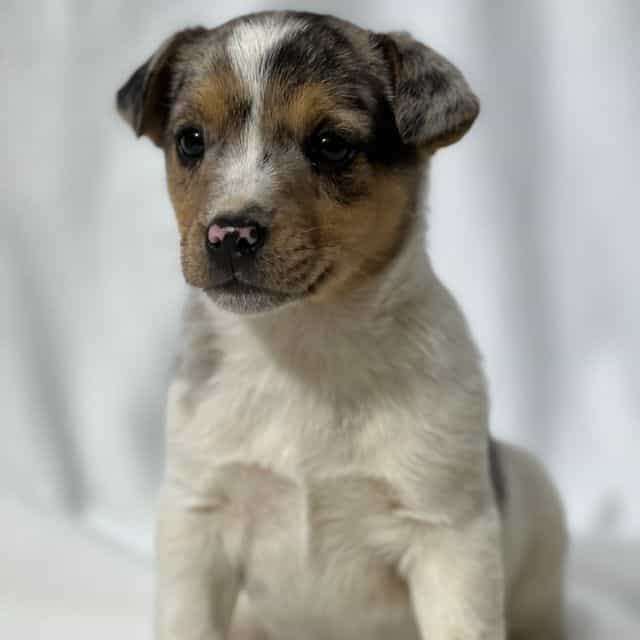 Boone - Jack Russell Terrier Male