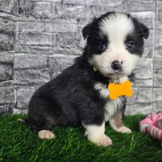 Casey  - Australian Shepherd Female