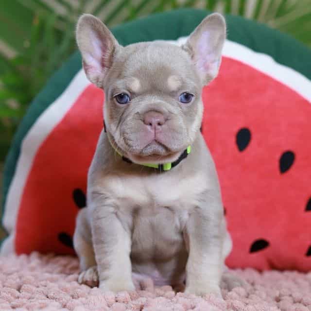Remi - French Bulldog Female