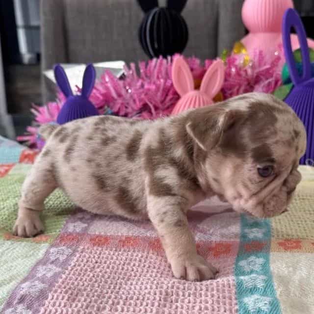 Twix  - French Bulldog Male