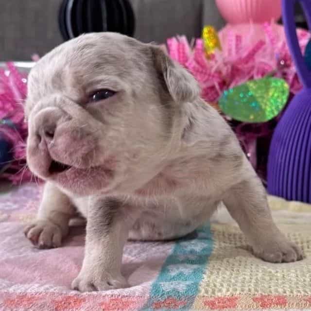 Bullet  - French Bulldog Male