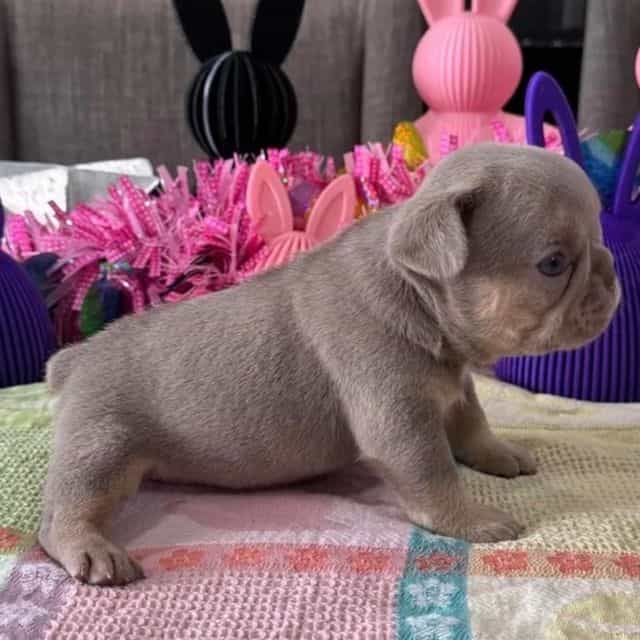 Gisele - French Bulldog Female