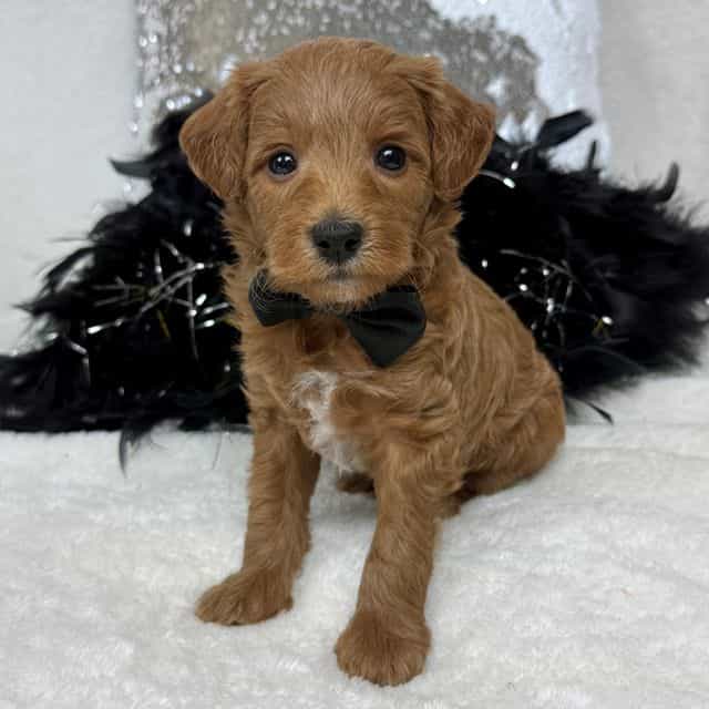 Brinley Black B - Goldendoodle Male