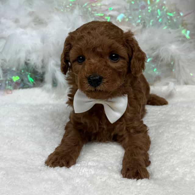Brinley White B - Goldendoodle Male