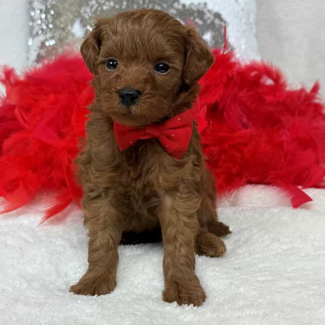 Brinley Red Boy - Goldendoodle Male