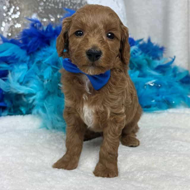 Brinley Blue Bo - Goldendoodle Male
