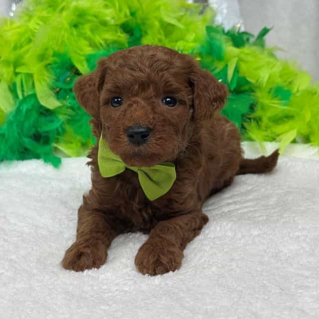 Brinley Green B - Goldendoodle Male