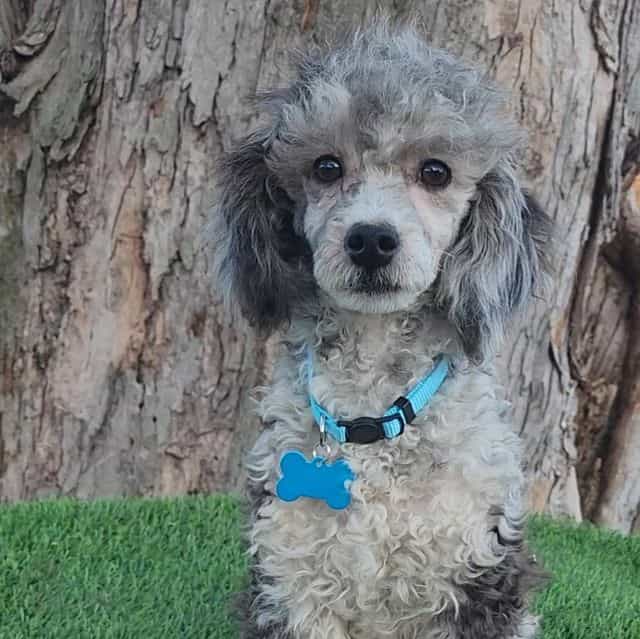 Knox - Toy Poodle Male