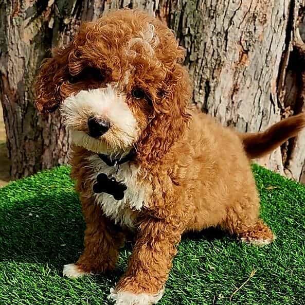 Barron - Cavapoo Male