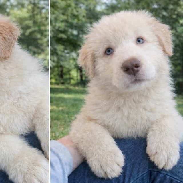 Storm - German Shepherd Dog Male