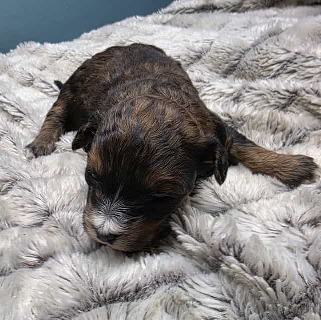 Valintino - Bernedoodle Male