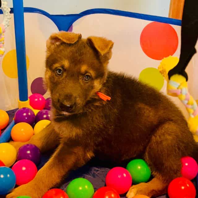 Nimbus  - German Shepherd Dog Male