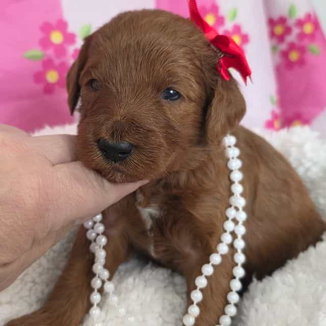 Poppy-mini - Goldendoodle Female