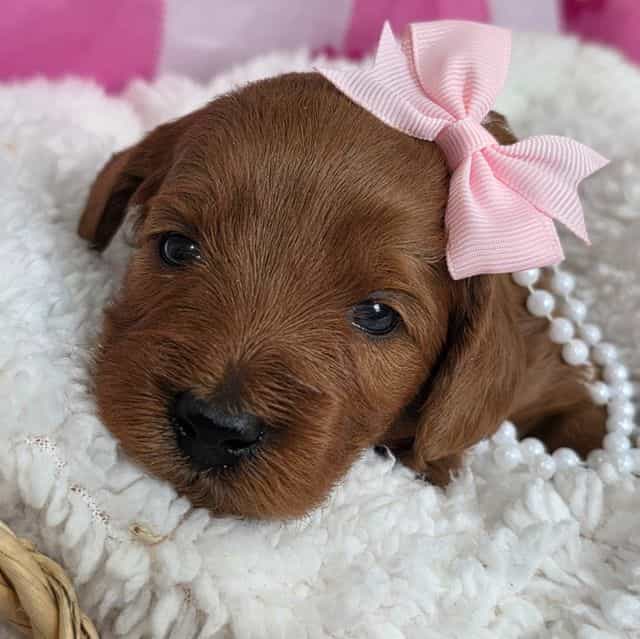 Bloosom-mini - Goldendoodle Female