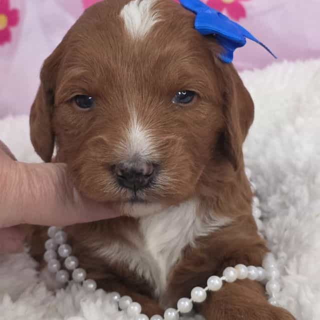 Rose-mini - Goldendoodle Female