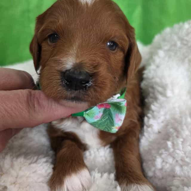 Sprout-mini - Goldendoodle Male