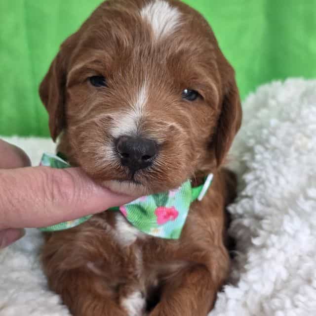 Grizz-mini - Goldendoodle Female