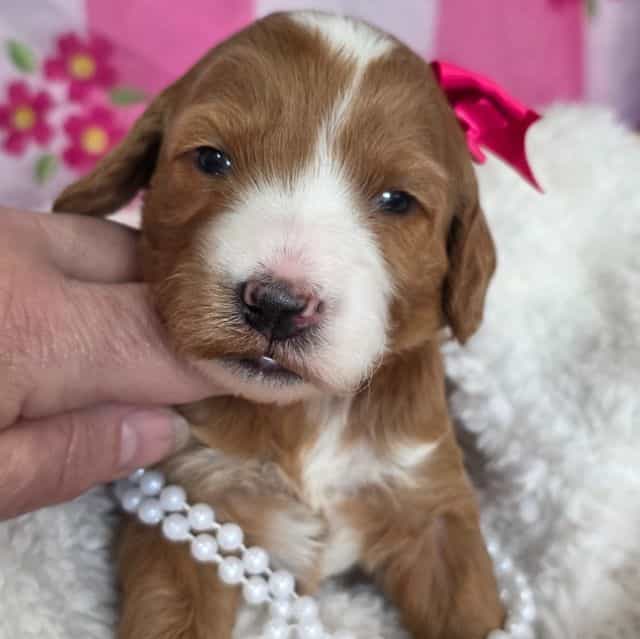 Dahlia-mini - Goldendoodle Female