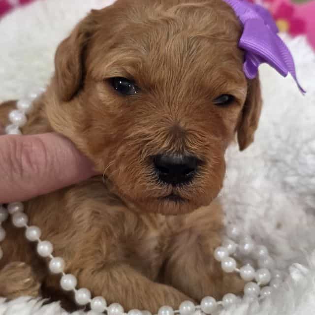 Iris-mini - Goldendoodle Female
