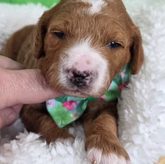 Oliver-mini - Goldendoodle Male