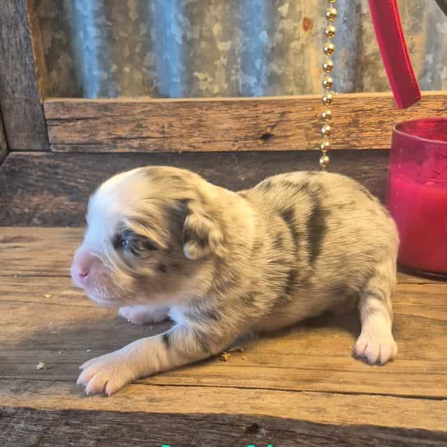 Almond joy - Miniature American Shepherd (Mini Aussie) Female