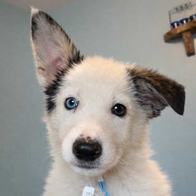 Panda - German Shepherd Dog Male