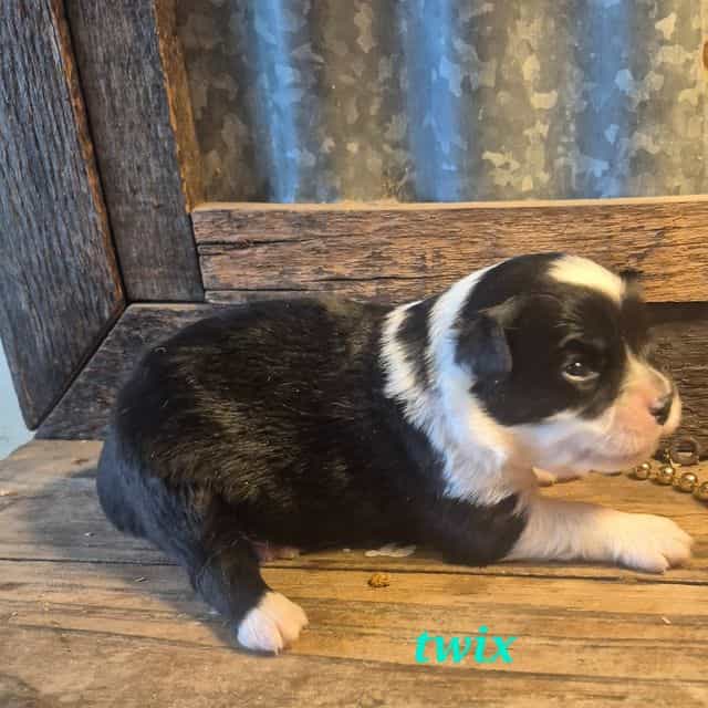 Twix - Miniature American Shepherd (Mini Aussie) Male
