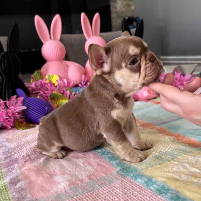 Coco  - French Bulldog Female
