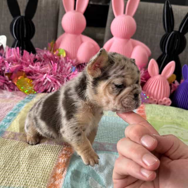 Gypsy - French Bulldog Female